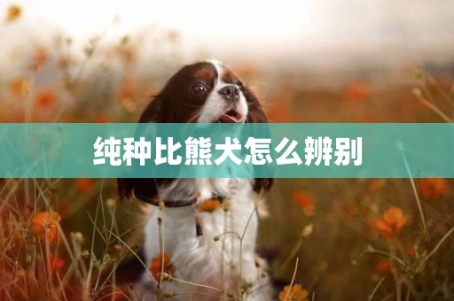 純種比熊犬怎么辨別