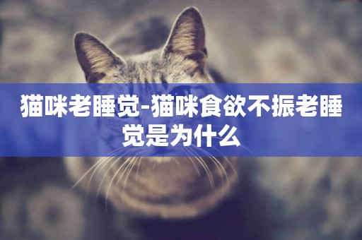 貓咪老睡覺-貓咪食欲不振老睡覺是為什么