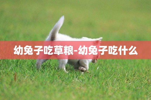 幼兔子吃草糧-幼兔子吃什么