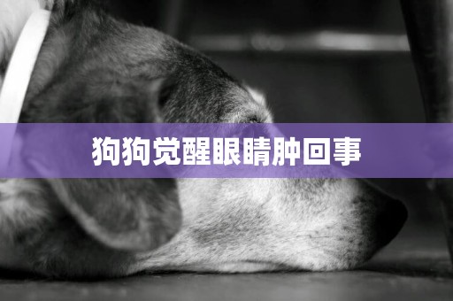 狗狗覺醒眼睛腫回事
