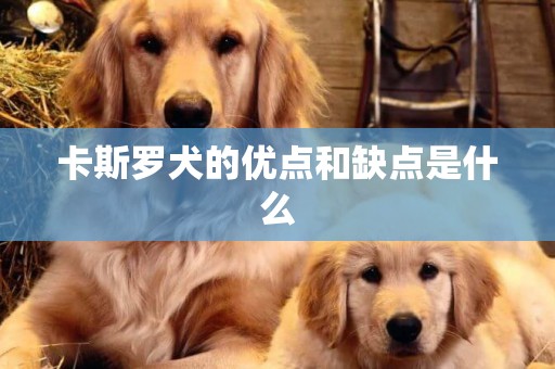 卡斯羅犬的優點和缺點是什么