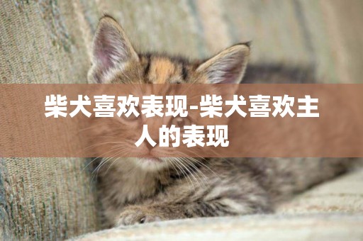 柴犬喜歡表現-柴犬喜歡主人的表現