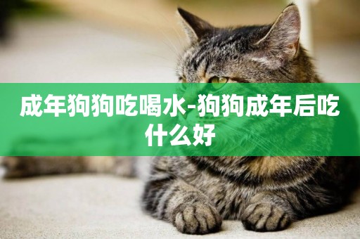 成年狗狗吃喝水-狗狗成年后吃什么好
