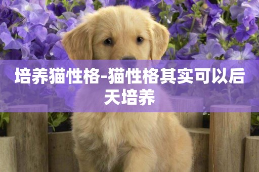 培養貓性格-貓性格其實可以后天培養