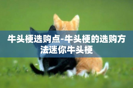 牛頭梗選購點-牛頭梗的選購方法迷你牛頭梗