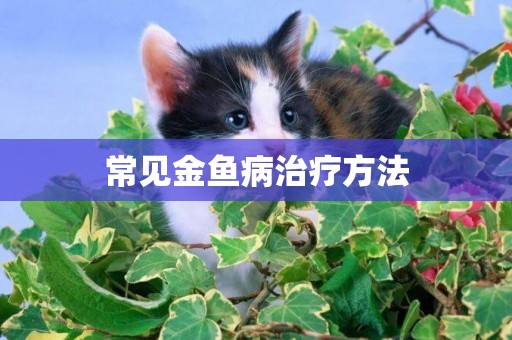 常見金魚病治療方法
