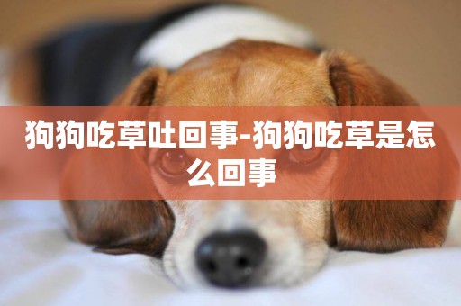 狗狗吃草吐回事-狗狗吃草是怎么回事