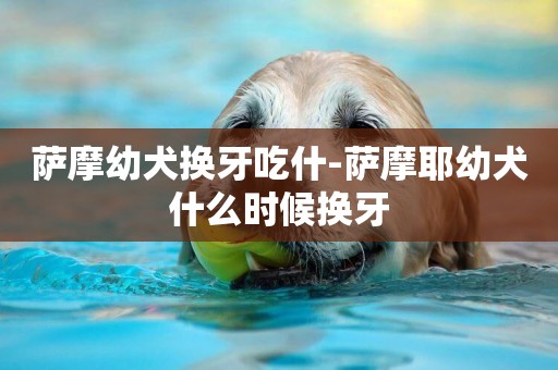 薩摩幼犬換牙吃什-薩摩耶幼犬什么時候換牙