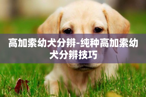 高加索幼犬分辨-純種高加索幼犬分辨技巧