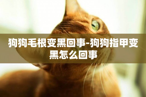 狗狗毛根變黑回事-狗狗指甲變黑怎么回事