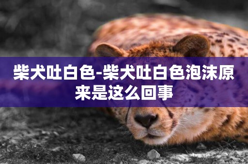 柴犬吐白色-柴犬吐白色泡沫原來是這么回事