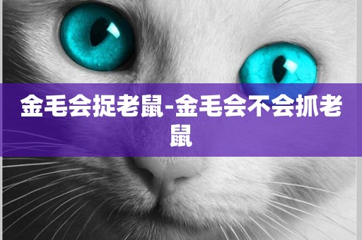 金毛會捉老鼠-金毛會不會抓老鼠