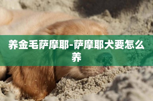 養金毛薩摩耶-薩摩耶犬要怎么養
