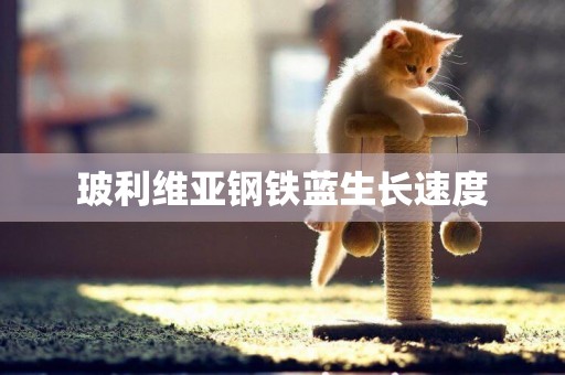 玻利維亞鋼鐵藍生長速度