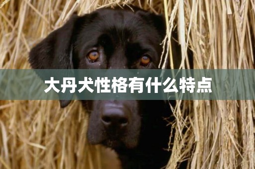 大丹犬性格有什么特點