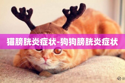 貓膀胱炎癥狀-狗狗膀胱炎癥狀