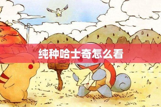 純種哈士奇怎么看