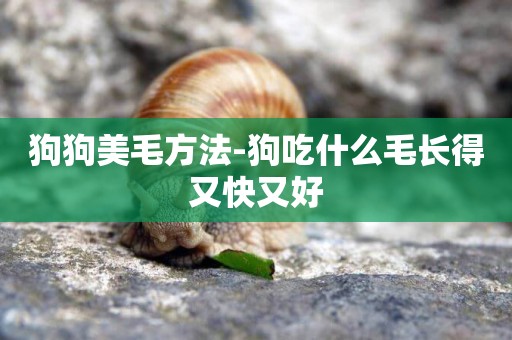狗狗美毛方法-狗吃什么毛長得又快又好