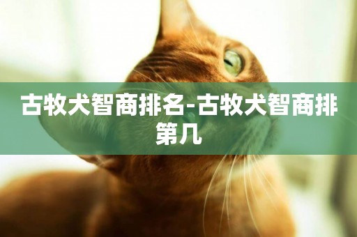 古牧犬智商排名-古牧犬智商排第幾