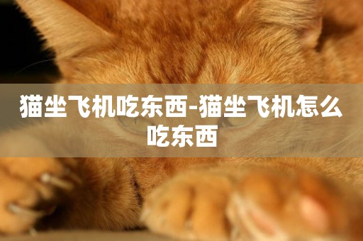 貓坐飛機吃東西-貓坐飛機怎么吃東西