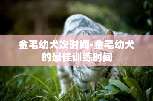 金毛幼犬次時間-金毛幼犬的最佳訓練時間