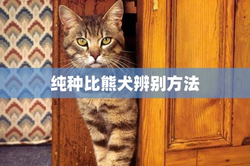 純種比熊犬辨別方法