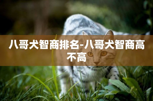 八哥犬智商排名-八哥犬智商高不高