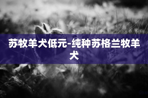 蘇牧羊犬低元-純種蘇格蘭牧羊犬