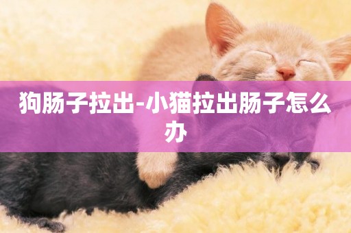 狗腸子拉出-小貓拉出腸子怎么辦