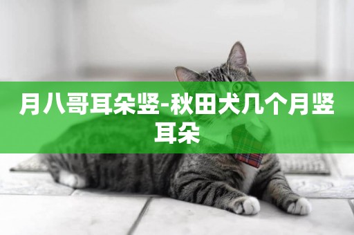 月八哥耳朵豎-秋田犬幾個月豎耳朵