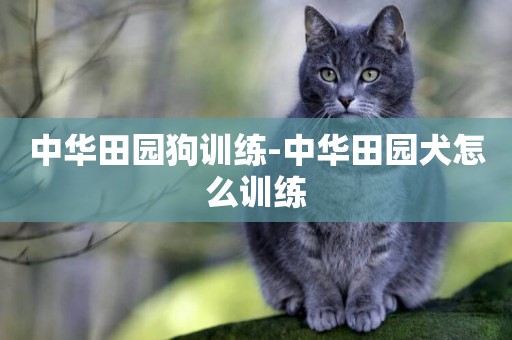 中華田園狗訓練-中華田園犬怎么訓練