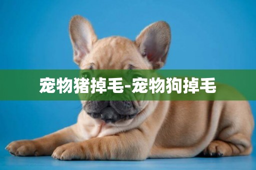 寵物豬掉毛-寵物狗掉毛