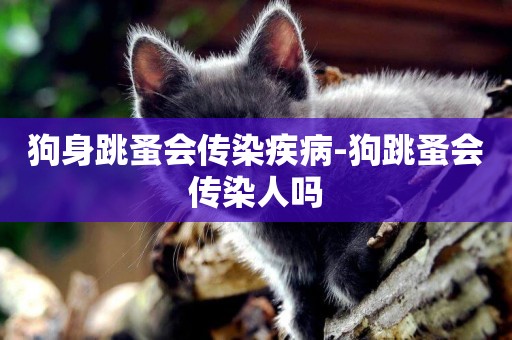 狗身跳蚤會傳染疾病-狗跳蚤會傳染人嗎