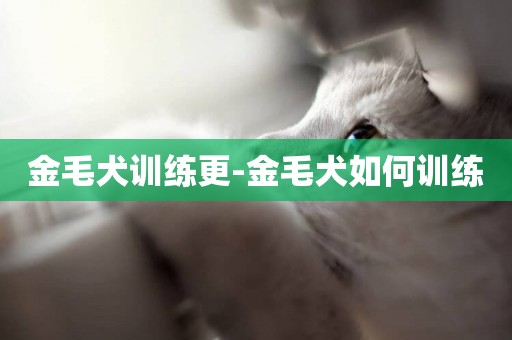 金毛犬訓練更-金毛犬如何訓練