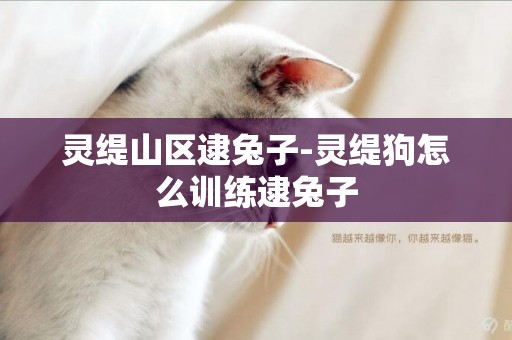 靈緹山區逮兔子-靈緹狗怎么訓練逮兔子