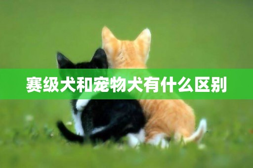 賽級犬和寵物犬有什么區別