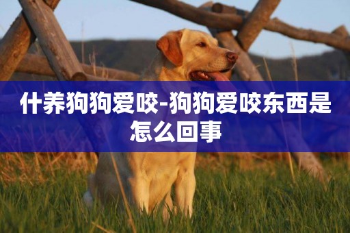 什養狗狗愛咬-狗狗愛咬東西是怎么回事