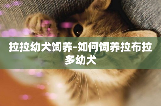 拉拉幼犬飼養-如何飼養拉布拉多幼犬