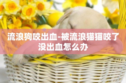 流浪狗咬出血-被流浪貓貓咬了沒出血怎么辦