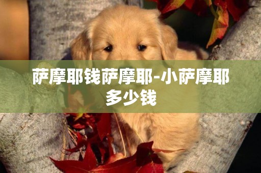 薩摩耶錢薩摩耶-小薩摩耶多少錢