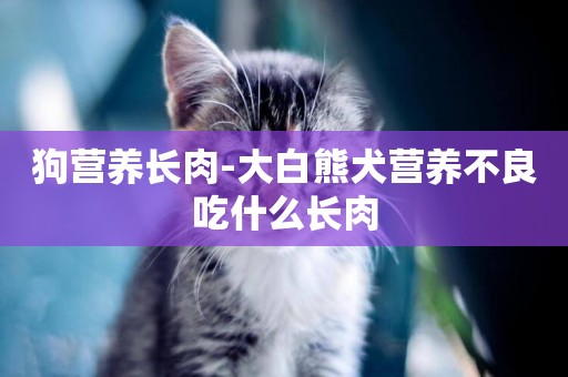狗營養長肉-大白熊犬營養不良吃什么長肉