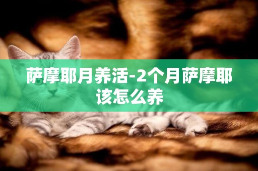 薩摩耶月養活-2個月薩摩耶該怎么養