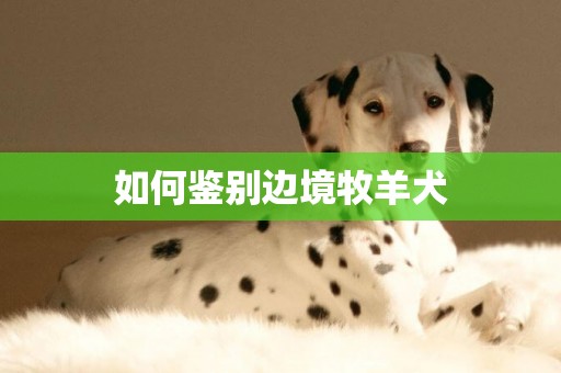 如何鑒別邊境牧羊犬