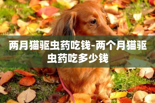 兩月貓驅蟲藥吃錢-兩個月貓驅蟲藥吃多少錢