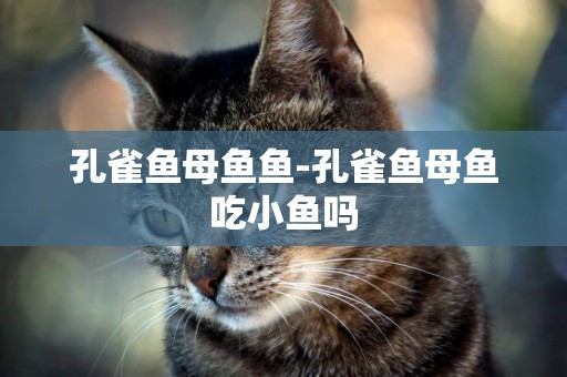 孔雀魚母魚魚-孔雀魚母魚吃小魚嗎
