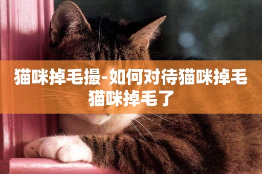 貓咪掉毛撮-如何對待貓咪掉毛貓咪掉毛了