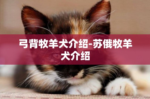 弓背牧羊犬介紹-蘇俄牧羊犬介紹