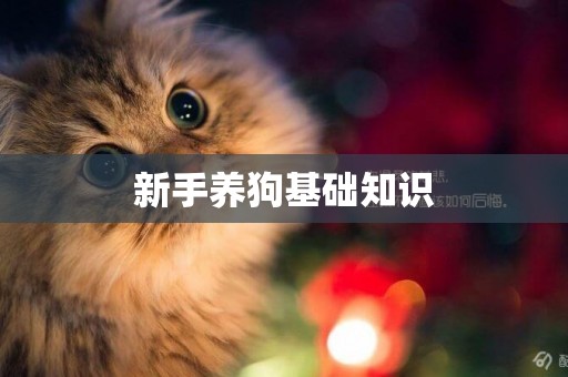 新手養狗基礎知識