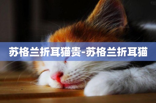 蘇格蘭折耳貓貴-蘇格蘭折耳貓