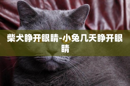 柴犬睜開眼睛-小兔幾天睜開眼睛